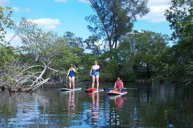 1 Hour Stand Up Paddle Board Lesson for Beginners with 1 on 1 Instructor Guide - Marine life sightings: fun nature moments you can actually enjoy