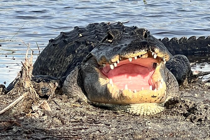 2.0 HR Private Guided Airboat Tour in Everglades, Fort Lauderdale - Entering the Everglades by airboat: what this tour really feels like