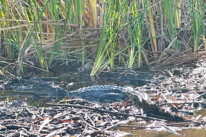 2 Hour Exclusive Everglades Airboat Safari - Wildlife spotting: alligators, birds, and the fun of being surprised