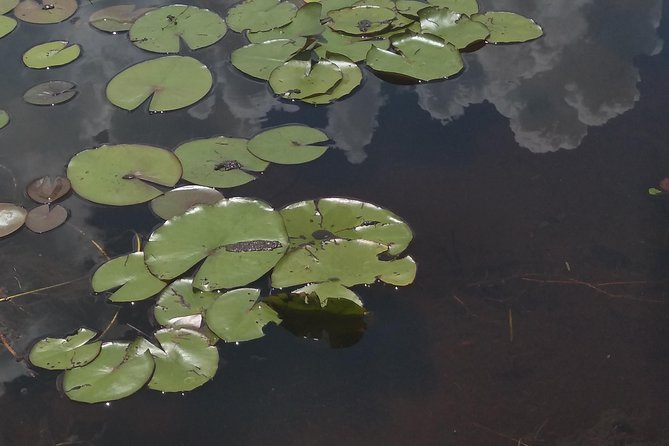 Air Boat Tour of Palm Beach in The Swamp Monster - Price and Value: What You’re Paying For at $150 Per Person