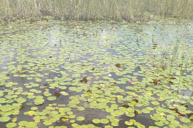 Air Boat Tour of Palm Beach in The Swamp Monster - Who This Tour Is Best For (And Who Might Want to Pick Something Else)