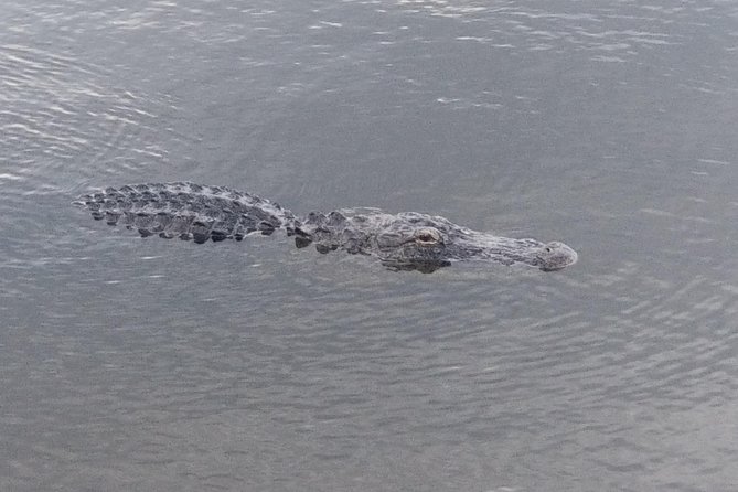 Air Boat Tour of Palm Beach in The Swamp Monster - Where You Meet: The Loxahatchee Rd Start Point