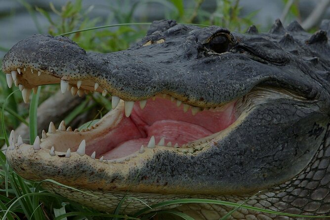 Airboat Rides Florida Everglades Captain Wayne - Key Things to Know About Captain Wayne’s Everglades Airboat Ride