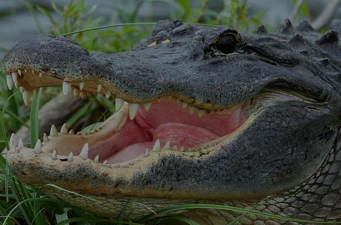Airboat Rides Florida Everglades Captain Wayne - Captain Wayne’s Wildlife Teaching and Conservation Tone