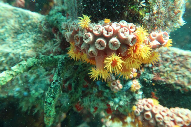 Atlantic Ocean Snorkeling Experience - Key things to know before you go