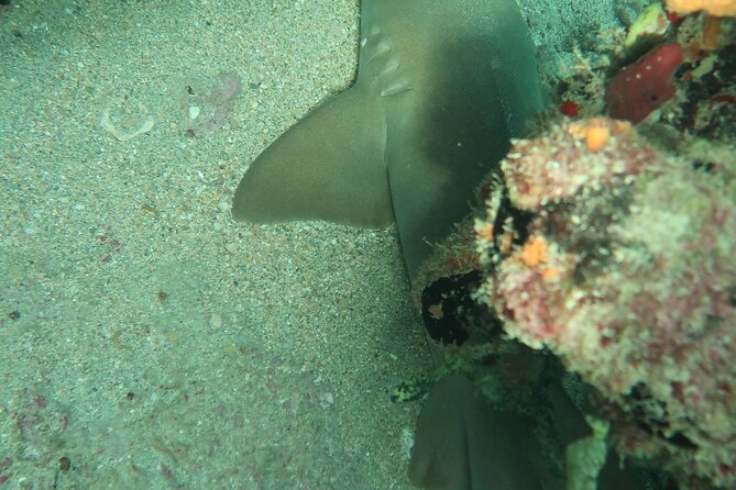 Atlantic Ocean Snorkeling Experience - The 9:00 AM meeting spot and how to get ready fast
