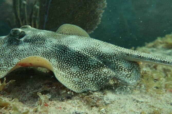 Atlantic Ocean Snorkeling Experience - What snorkeling is like in the Atlantic: reef time and marine life odds