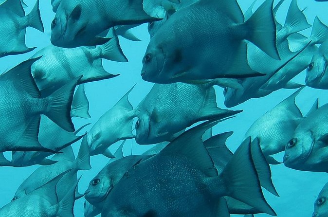 Atlantic Ocean Snorkeling Experience - Guides make or break it: the Daniel, Zed, and Karen factor