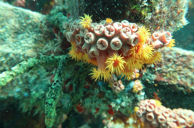 Atlantic Ocean Snorkeling Experience - Timing and pacing: 1.5 hours that fit your whole day