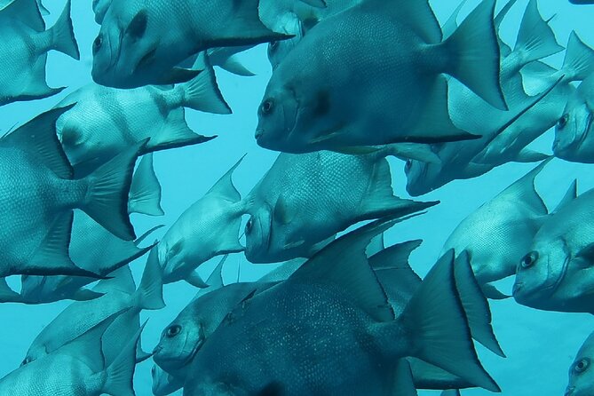 Atlantic Ocean Snorkeling Experience - Price vs. value: what $79 gets you (and what to watch)