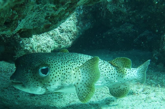 Atlantic Ocean Snorkeling Experience - Should you book this Atlantic ocean snorkeling experience?
