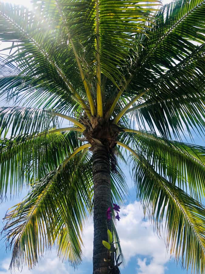 Bite of the Beach, a Lauderdale by the Sea Walking Food Tour - Stop-by-stop feel: what each phase is likely to deliver