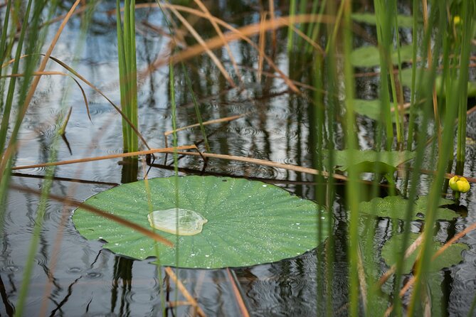 Everglades Admission Ticket with Airboat Ride and Wildlife Show - Wildlife show and reptile exhibits: where the day really adds up