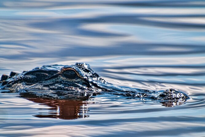 Everglades Admission Ticket with Airboat Ride and Wildlife Show - Wildlife sightings: how to keep it fun even when animals don’t cooperate