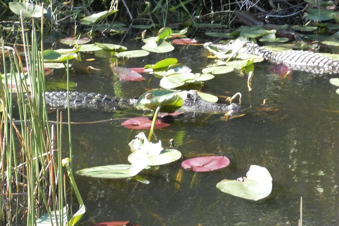 Everglades Airboat Tour from Fort Lauderdale with transportation - Who This Tour Suits (and Who Might Want Another Option)