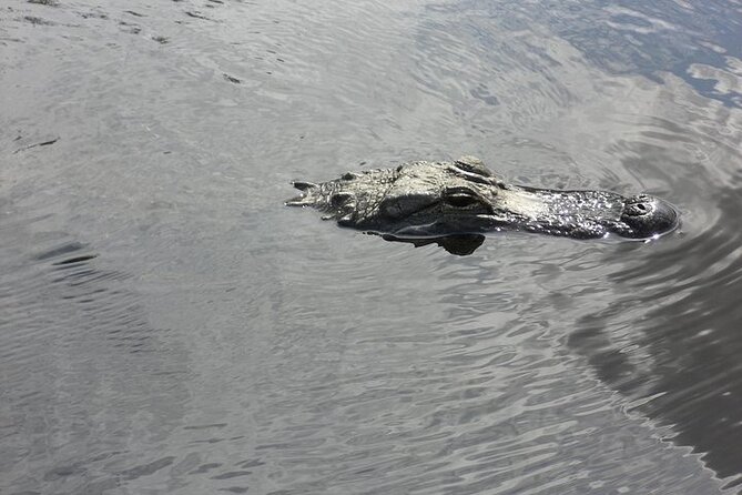 Everglades Airboat Tour from Fort Lauderdale with transportation - Dania Beach to the Airboat: What the Main Stop Feels Like