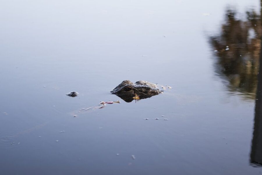 Everglades Day Safari from Fort Lauderdale - Quick hits you can plan around
