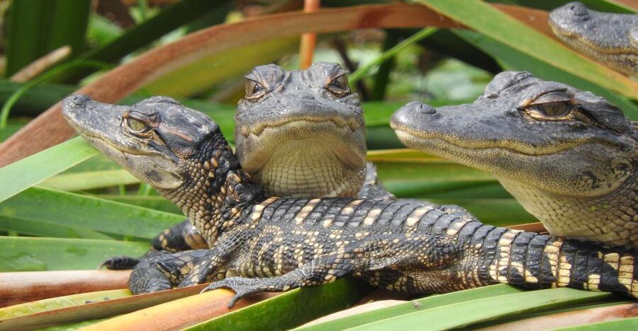 Everglades Day Safari from Fort Lauderdale - Starting from Fort Lauderdale: pick-up times that matter