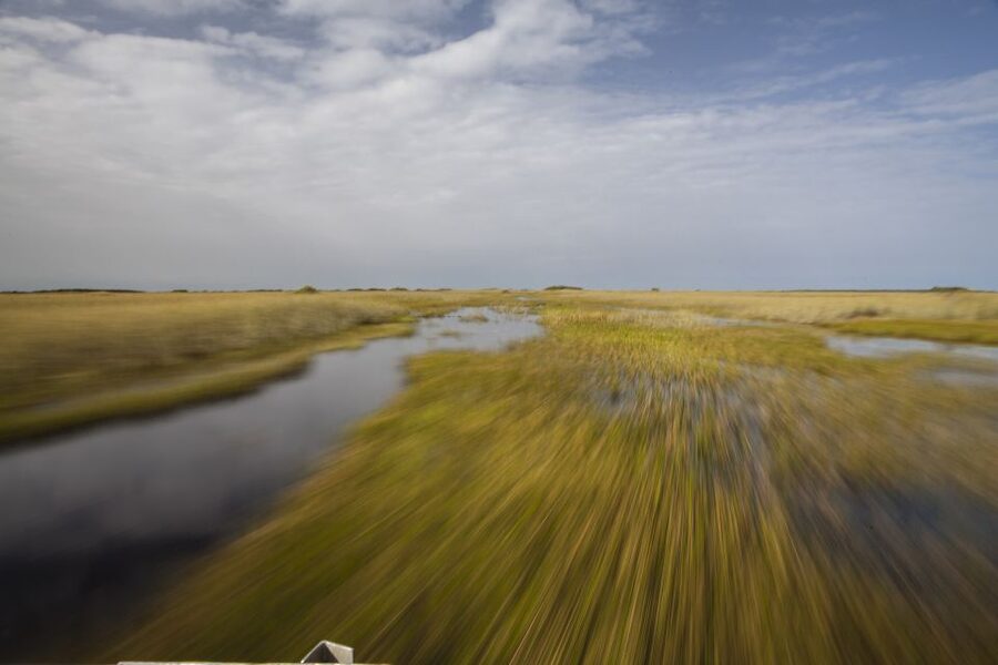 Everglades Day Safari from Fort Lauderdale - The wildlife drive: how your guide turns spotting into a skill