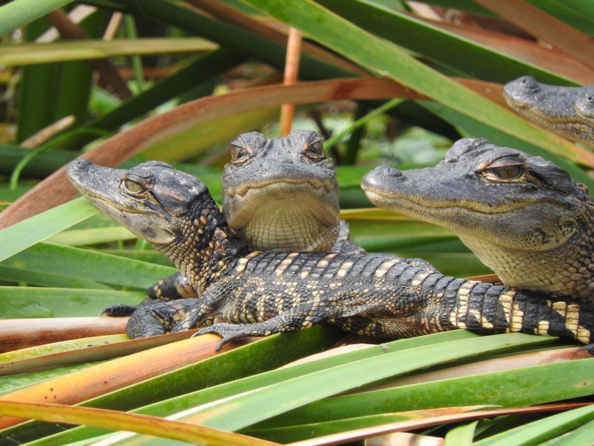 Everglades Day Safari from Fort Lauderdale - Chokoloskee stop: a short break before heading back
