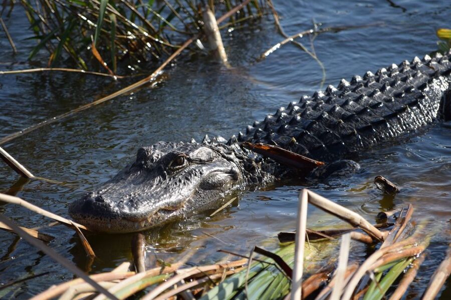 Everglades Day Safari from Fort Lauderdale - River-of-Grass airboat: the loudest way to spot alligators