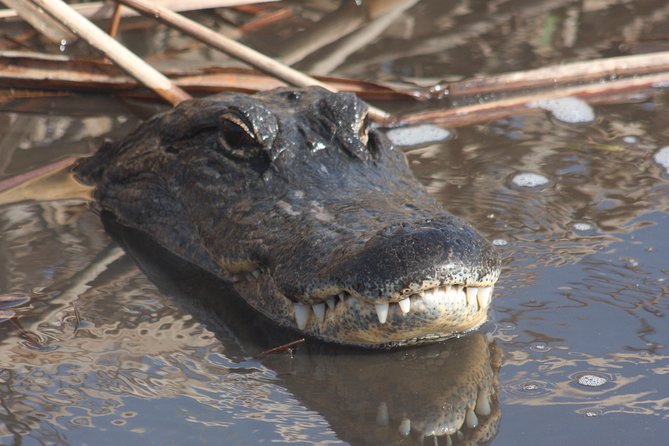 Everglades Day Safari from Ft Lauderdale - Your early start and what the day feels like