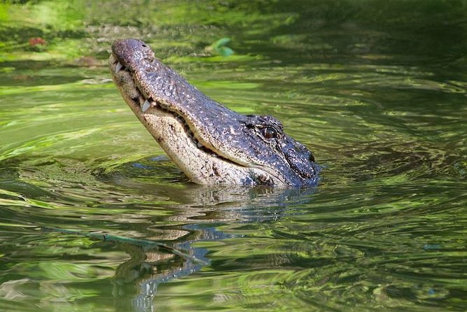 Everglades Day Safari from Ft Lauderdale - Big Cypress National Preserve: pine savannahs, cypress forests, and the Oasis context