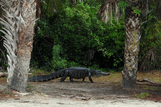 Everglades Day Safari from Ft Lauderdale - The wildlife drive and nature walk: what to watch for between big rides