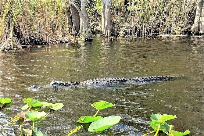 Everglades Holiday Park Airboat Tours & Rides - The 60-minute River of Grass airboat ride: pacing and what you’ll actually see