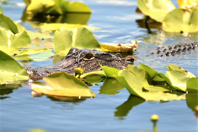 Everglades Holiday Park Airboat Tours & Rides - What happens after the airboat: shows and animal encounters you can add