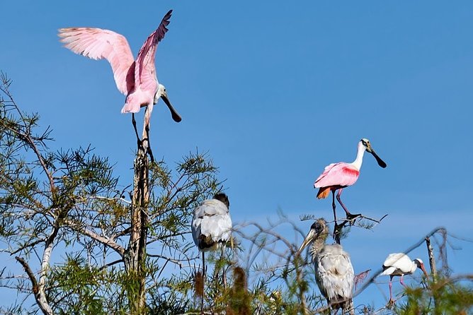 Everglades National Park Biologist Led Adventure: Cruise, Hike + Airboat - Oasis Visitor Center and quick wildlife breaks