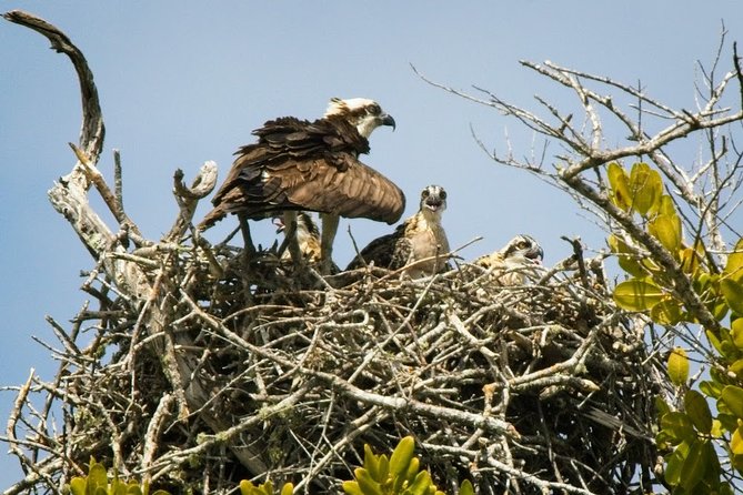 Everglades National Park Biologist Led Adventure: Cruise, Hike + Airboat - Big Cypress National Preserve hike: easy walking with real ecosystem context