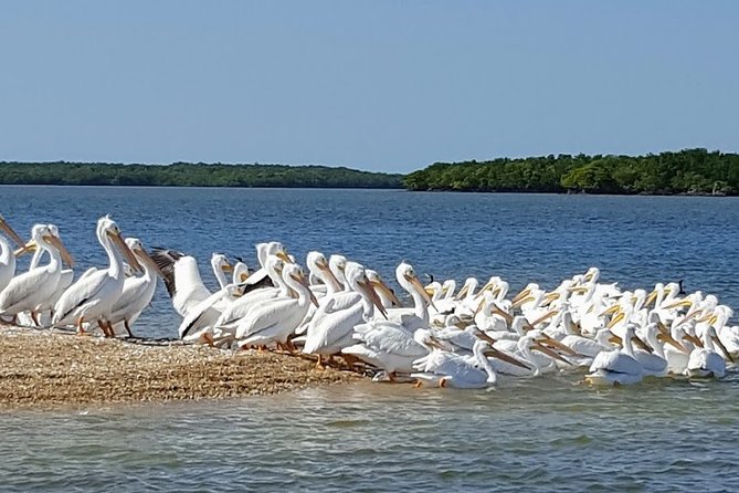 Everglades National Park Biologist Led Adventure: Cruise, Hike + Airboat - Smallwood Store in Everglades City area: Old Florida trading-post vibes