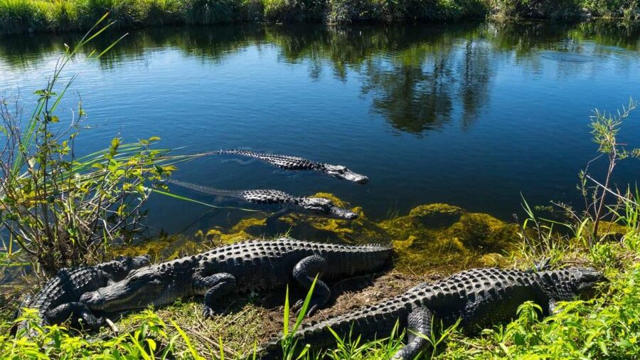 Everglades: Sawgrass Park Airboat Adventure Package - Key reasons this airboat-and-reptile package is worth your time