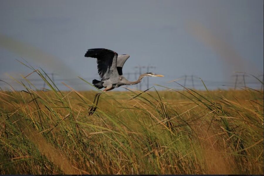 Everglades: Sawgrass Park Airboat Adventure Package - Timing tips: when to go, what to wear, and how to make photos easier