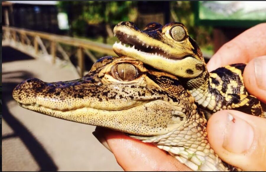 Everglades: Sawgrass Park Airboat Adventure Package - Souvenirs included: what you’ll actually bring home