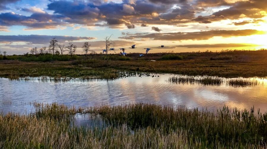 Everglades: Sawgrass Park Airboat Adventure Package - Price and value: what $64 buys you in a one-day Everglades plan