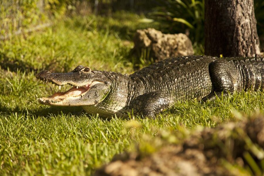 Everglades: Sawgrass Park Day Time Airboat Tour & Exhibits - Exhibit time after the boat: touching a baby alligator and meeting rescued reptiles