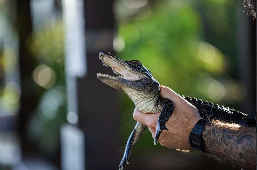Everglades: Sawgrass Park Reptile Exhibit Private Tour - A Private Reptile Tour That Feels Like a Classroom, Not a Zoo Loop