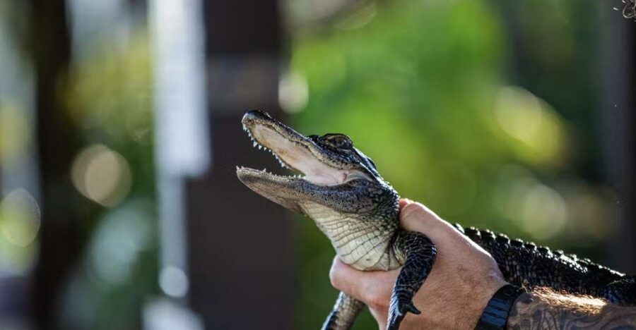 Everglades: Sawgrass Park Reptile Exhibit Private Tour - Everglades Wildlife Conservation: What the Guide Connects for You