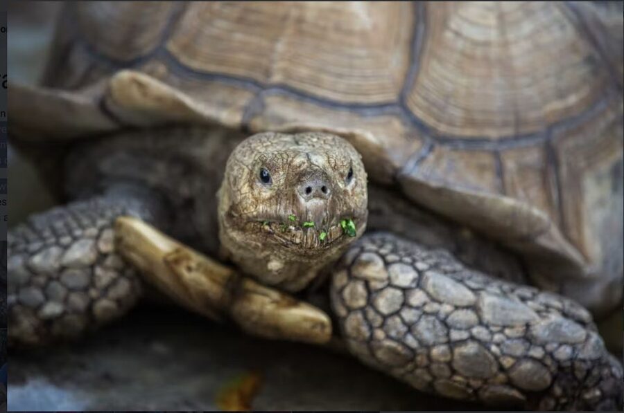 Everglades: Sawgrass Park Reptile Exhibit Private Tour - The 1-Hour Private Schedule (8–9 a.m. or 5–6 p.m.)