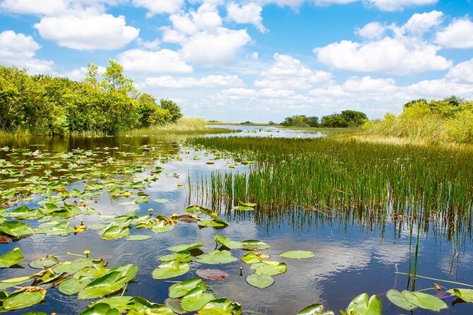 Everglades Small Group Express from Fort Lauderdale +Airboat Ride - The Airboat Ride: What You Get for Your Time (and Your Money)