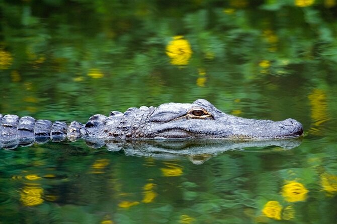 Everglades Small Group Express from Fort Lauderdale +Airboat Ride - Reptile Sanctuary Stop: 50+ Rescued Animals and the Florida Alligator Exhibit