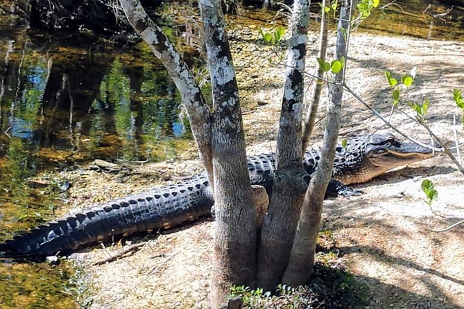 Everglades Tour w/ Biologist Led WET walk + 2 Boat Trips + Lunch! - Everglades City Lunch: Real Food Break, Not Just a Time Filler