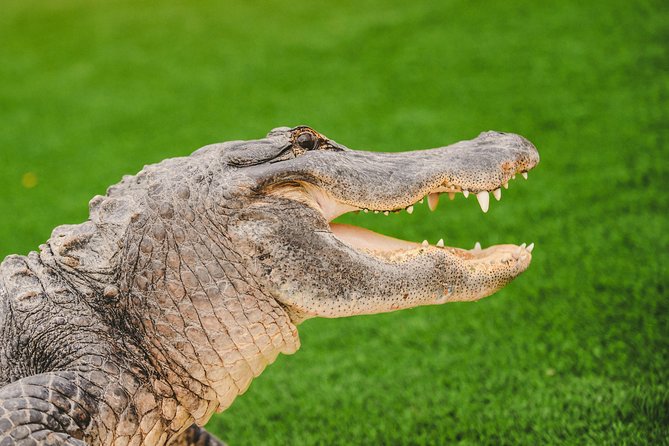 Everglades VIP Airboat Tour with Transportation Included - Wildlife spotting reality check: what you’ll likely see and what changes