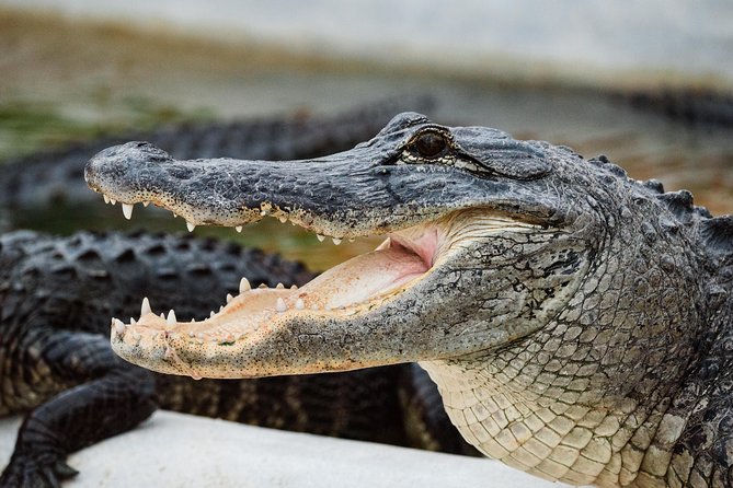 Everglades VIP Airboat Tour with Transportation Included - Comfort, noise, and what to bring for a loud hour