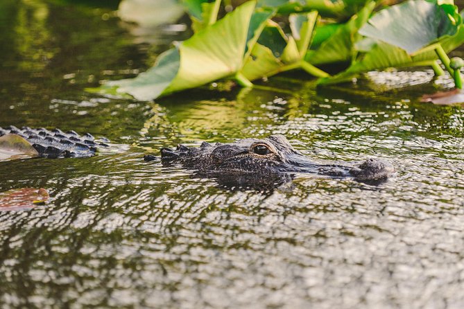 Everglades VIP Airboat Tour with Transportation Included - Who should book this Everglades VIP airboat tour