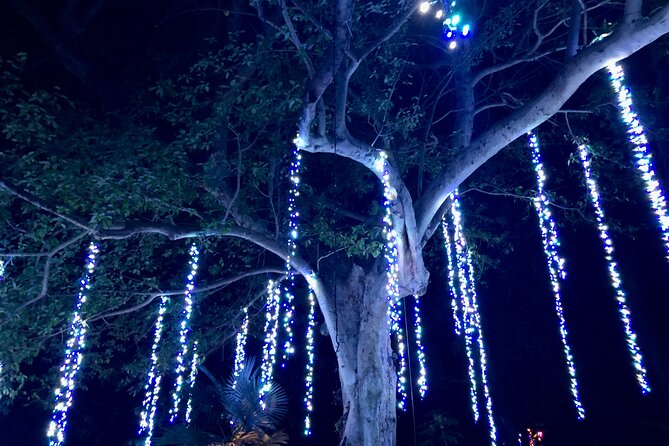 Flamingo Gardens' Garden of Lights - Santa Visits and Nightly Music: Atmosphere Plus a Little Show Time