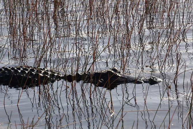 Florida Everglades Night Airboat Tour near Fort Lauderdale - Who This Tour Suits Best (And Who Might Want Another Option)