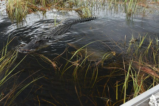 Florida Everglades Night Airboat Tour near Fort Lauderdale - The 8:30 pm Airboat Ride: Speed, Wildlife, and the Captain Spotlight